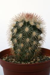 Echinocereus dasyacanthus SB415 Brewster County, TX, USA 