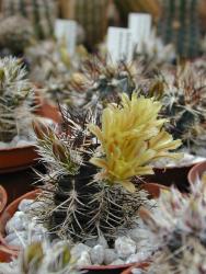 Echinocereus davisii % 