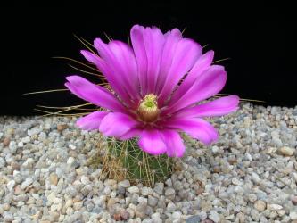 Echinocereus engelmannii PG267 Mex1, km 200, Jaraquai Lagune, BCN, MEX 
