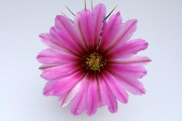 Echinocereus engelmannii ssp. variegatus *1^ SB0476 Arizona, USA 