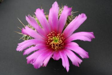 Echinocereus enneacanthus %  MEX 