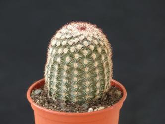 Echinocereus felixianus  w. of Cuatro Cienegas, Coah, MEX 