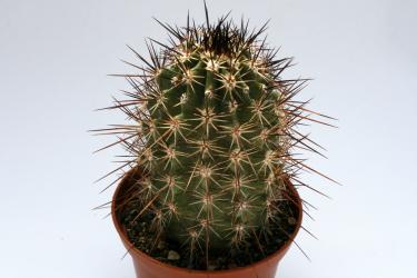 Echinocereus ferreirianus 