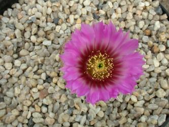 Echinocereus fitchii *2^ SB853 Jim Hogg Co., TX, USA 
