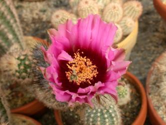 Echinocereus fitchii SB861 Webb Co., TX, USA 