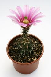 Echinocereus hempelii *3^ SB187 Buenaventura, Chi, MEX 