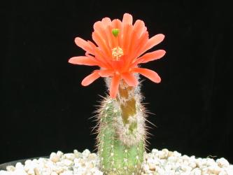 Echinocereus huitcholensis Mazatlan to Durango, Mex40 km 168, MEX 