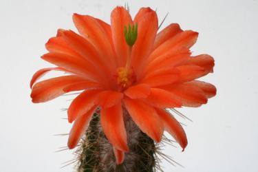 Echinocereus huitcholensis Mazatlan to Durango, Mex40 km 168, MEX 