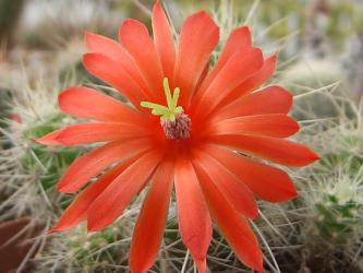Echinocereus klapperi 