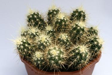 Echinocereus klapperi 