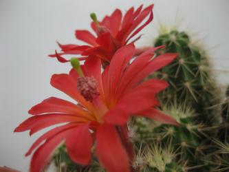 Echinocereus klapperi El Novillo, Son, MEX 