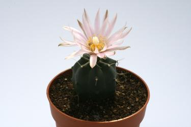 Echinocereus knippelianus 