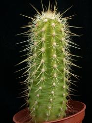 Echinocereus ledingii *3^ SB212 Graham Co., AZ, USA 