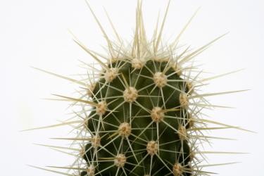 Echinocereus ledingii *3^ 