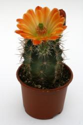 Echinocereus lloydii *3^ SB731 Pecos Co., TX, USA 