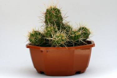 Echinocereus maritimus El Rosario - Catavina, BC, MEX 