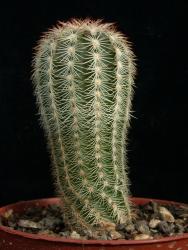 Echinocereus oklahomensis *1^ HK1844 