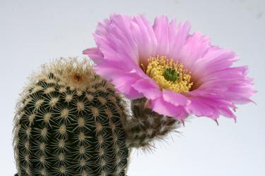 Echinocereus oklahomensis *1^ HK1844 