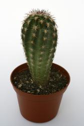 Echinocereus pamanesiorum MAO0013 San Juan Capistrano, Zac, MEX 