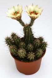 Echinocereus papillosus 