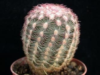 Echinocereus pectinatus Charcas, SLP, MEX 