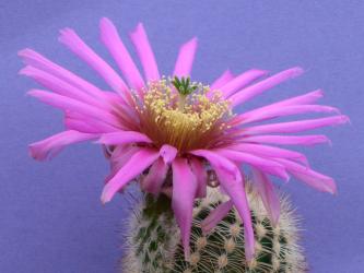 Echinocereus pectinatus MEX24, General Trias, Chi, MEX 
