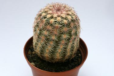 Echinocereus pectinatus Delante 