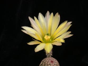 Echinocereus pectinatus ssp. rutowiorum DU28 