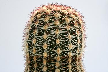 Echinocereus pectinatus MEX49, 30km w. SLP, Abz. Ahual. 