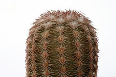 Echinocereus pectinatus MEX24, 65 km Rio San Petro, MEX 