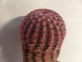 Echinocereus pectinatus Tierra Blanca, Gto, MEX 