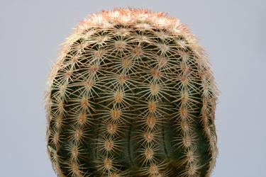Echinocereus pectinatus ssp. wenigeri La Babia, Coah, MEX 