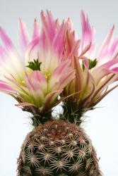 Echinocereus pectinatus ssp. wenigeri HK1131 Barilla, Reeves Co., TX, USA 