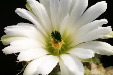 Echinocereus pentalophus f. albiflorus 