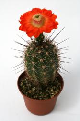 Echinocereus polyacanthus Zaragoza, Chi, MEX 