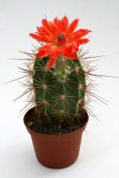 Echinocereus polyacanthus matthesianus *2^ n. of Mexico City, MEX to California, Utah, Wyoming, South Dacota, USA 