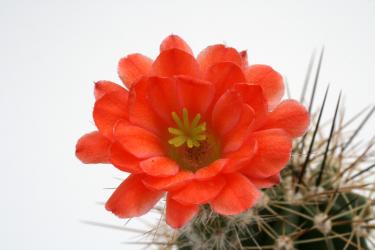 Echinocereus polyacanthus  Balleza - Guachochic, Chih, MEX 