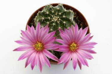 Echinocereus pulchellus ssp. amoenus San Felipe 