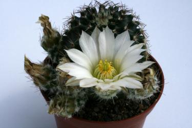 Echinocereus pulchellus ssp. sharpii 