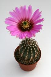 Echinocereus reichenbachii DU47 
