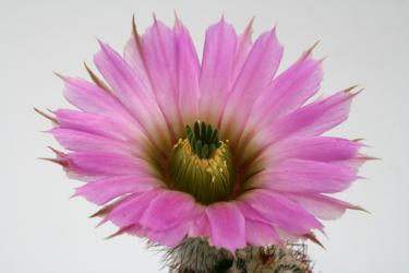 Echinocereus reichenbachii ssp. perbellus *1^ Belva, OK, USA 