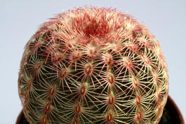 Echinocereus rigidissimus 