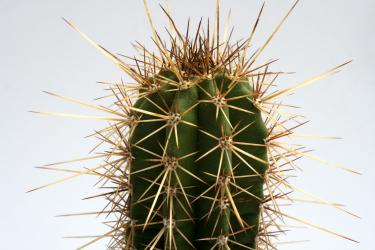 Echinocereus rischeri DU97 Sinforosa, Chi, MEX 