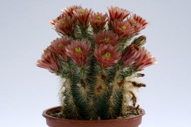 Echinocereus russanthus % 