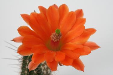 Echinocereus salm-dyckianus % Basaseachic Falls, Chi, MEX 