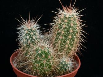 Echinocereus sanpedroensis Son, MEX 