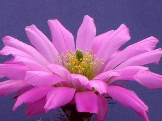 Echinocereus scopulorum ssp. pseudopectinatus MAO71 