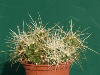 Echinocereus spinigemmatus 
