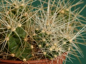 Echinocereus spinibarbis 