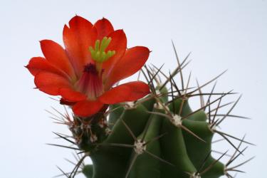 Echinocereus triglochidiatus *1^ % HK1040 Manzano Mts., Torrance Co., NM, USA 